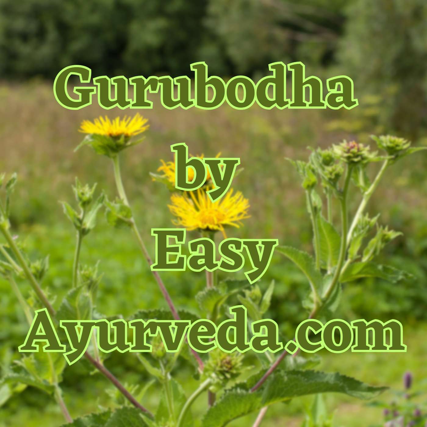 GURUBODHA 62: Pushkaramula - Use in Heart & Lungs| Ayurvedic Perspective on Probiotics episode artwork