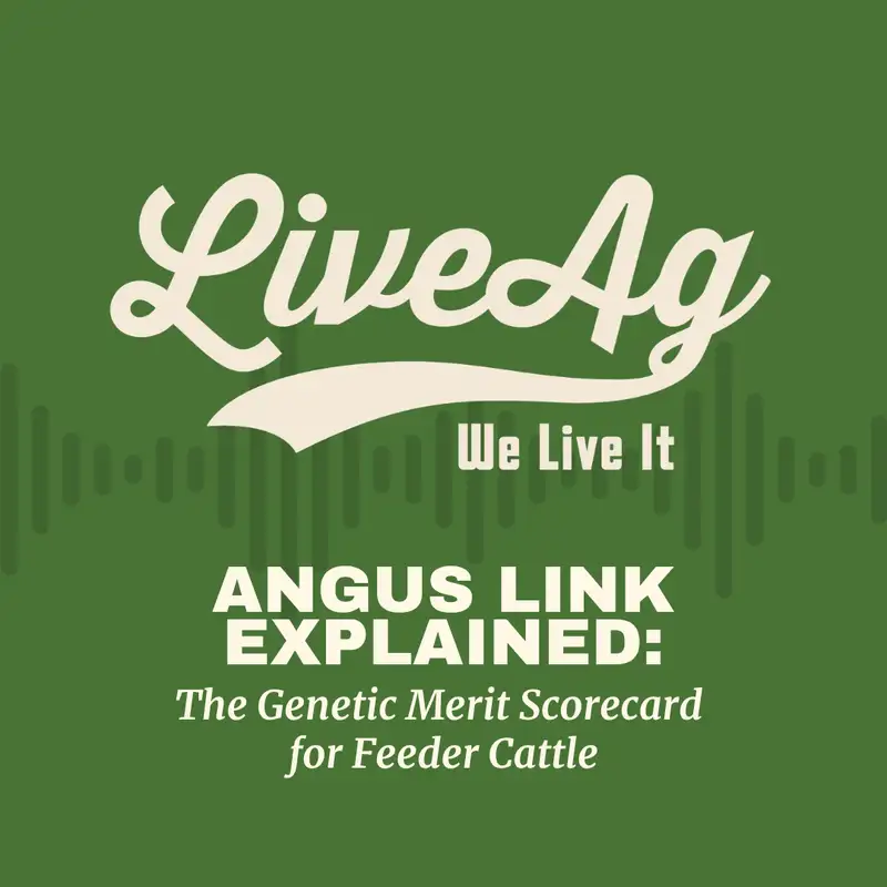 AngusLink Explained: The Genetic Merit Scorecard for Feeder Cattle