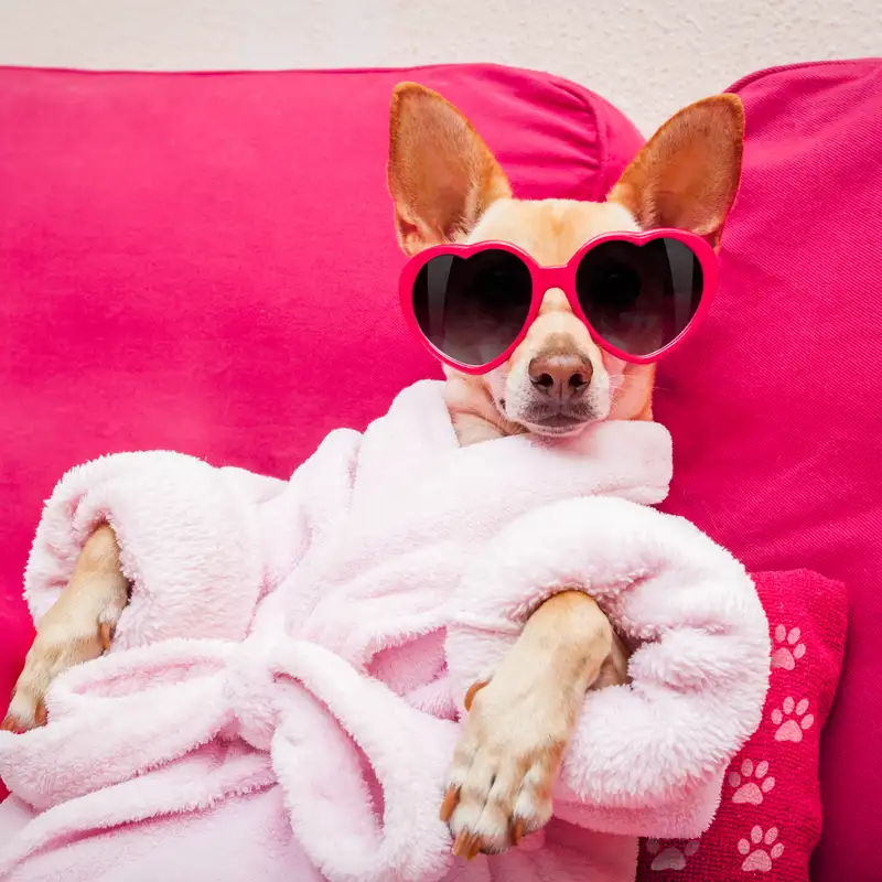 Paws, Playlists, and Peace: Crafting Your Pet’s Sound Lifestyle