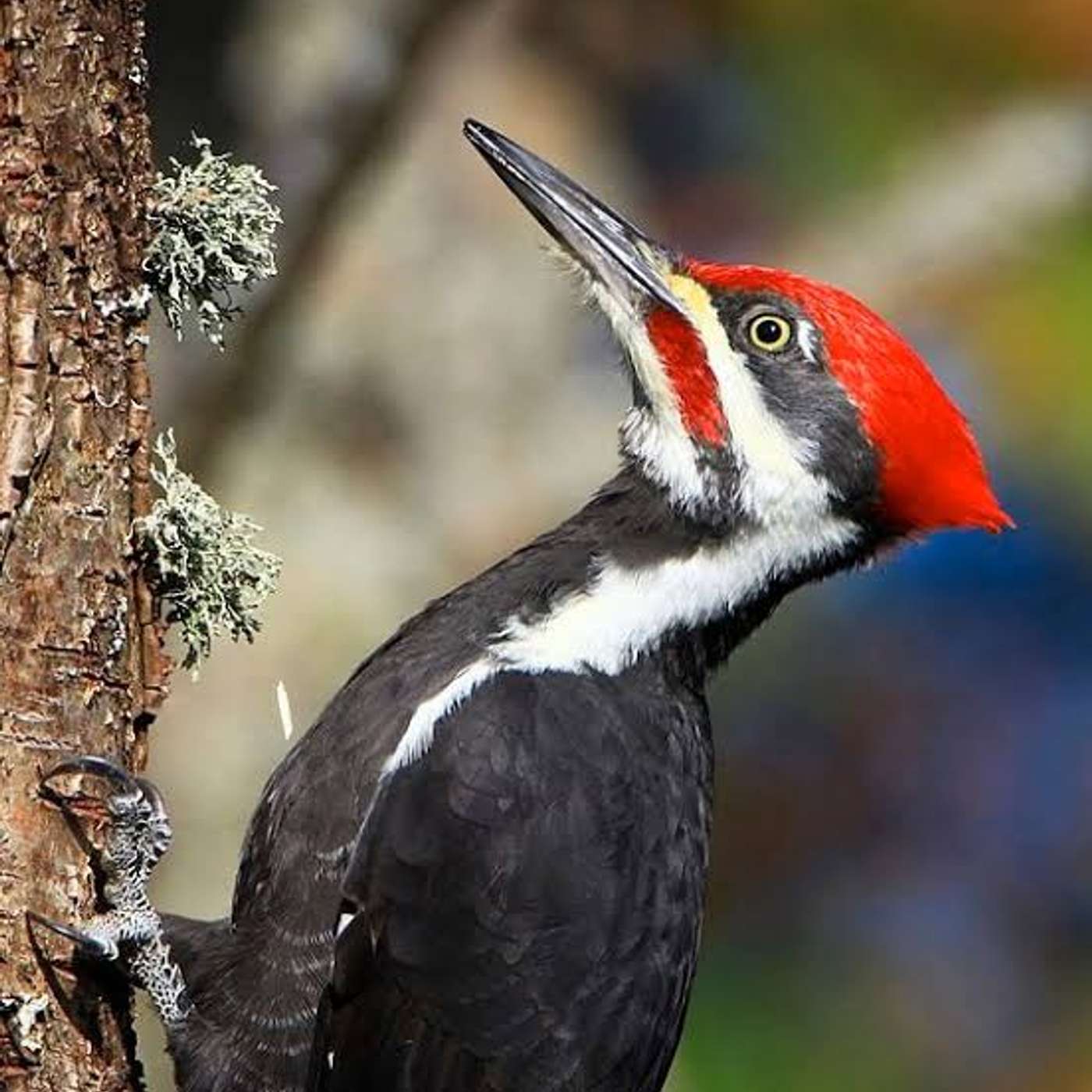 Fun Facts about Woodpeckers!!