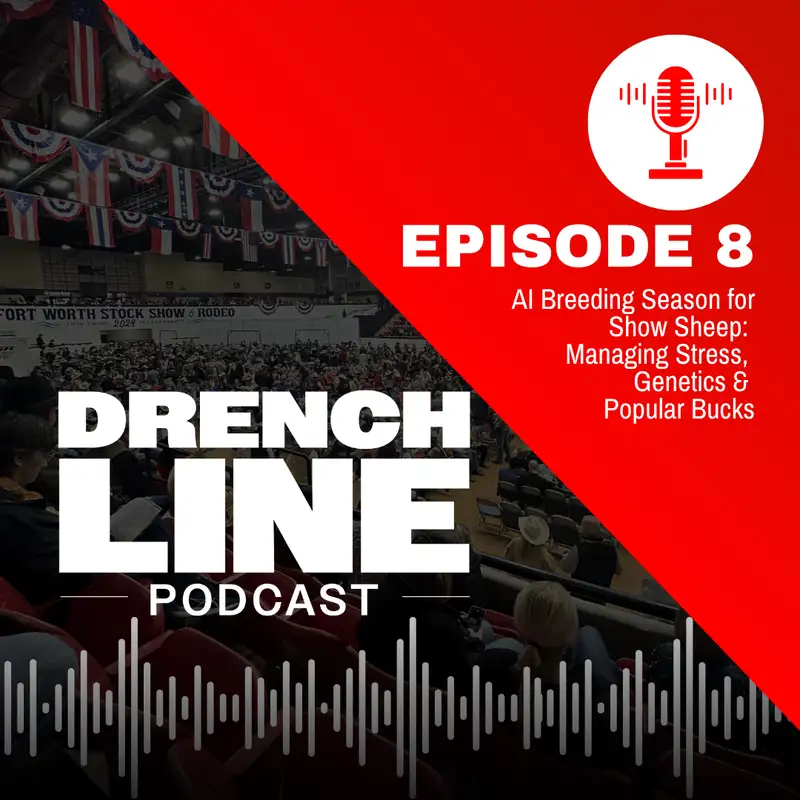 AI Breeding Season for Show Sheep: Managing Stress, Genetics & Popular Bucks | Drench Line Ep. 8
