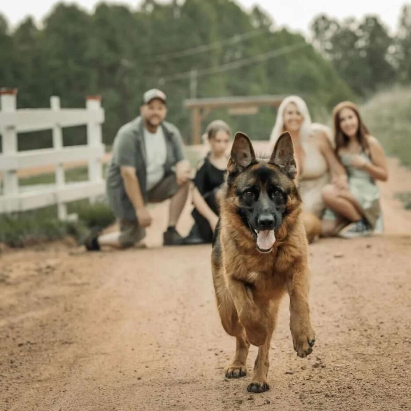 Dog Heaven a Healing Sanctuary