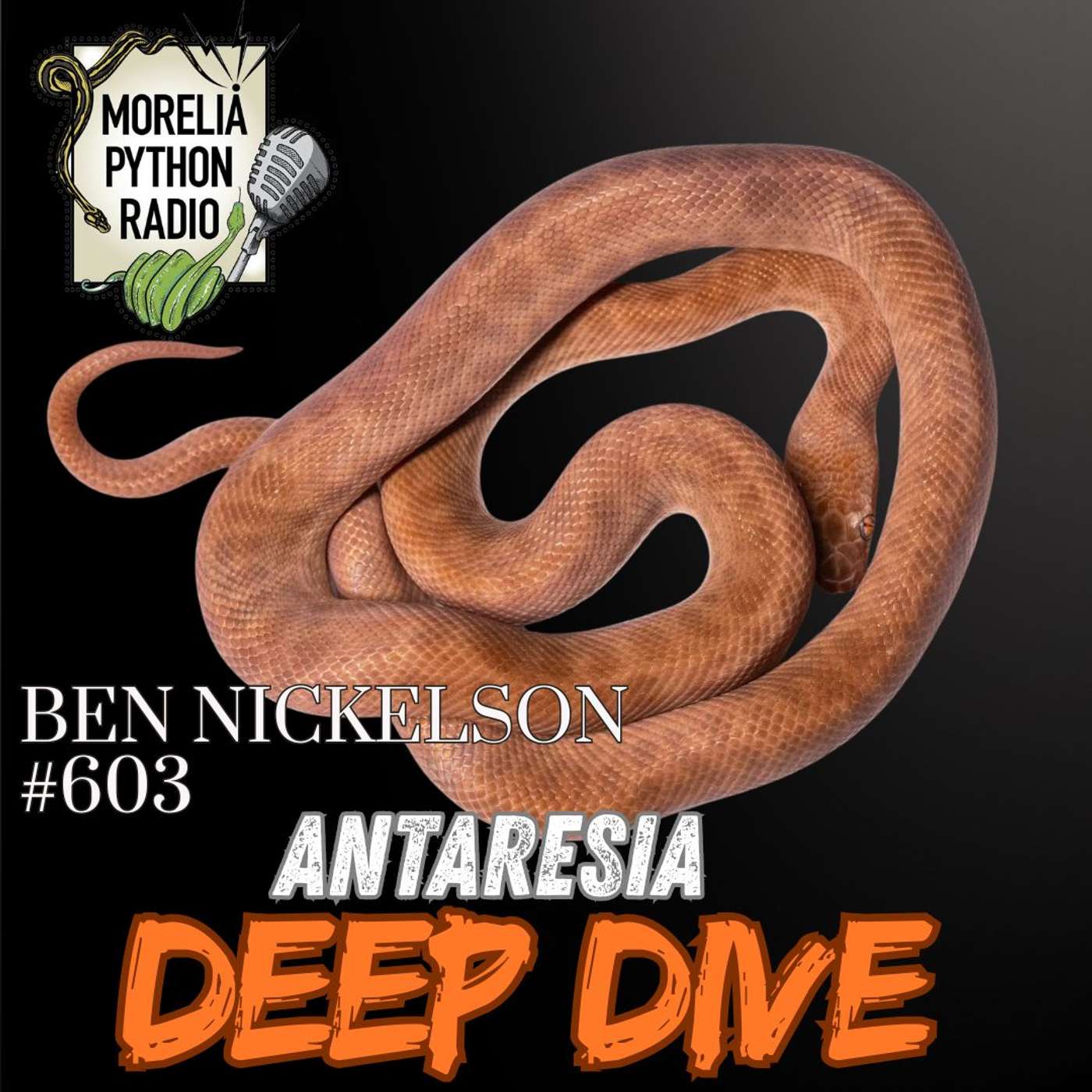 Antaresia Pythons with Ben Nickelson Antaresia Pythons with Ben Nickelson