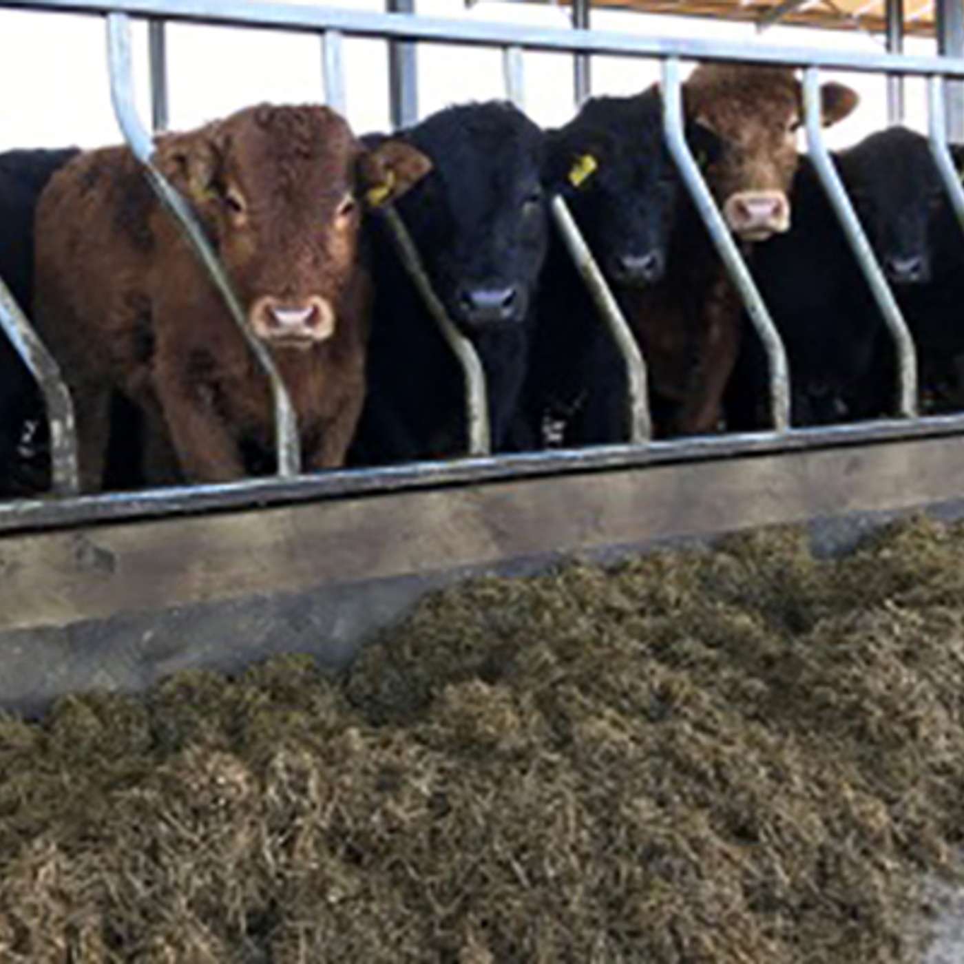 Getting Winter Ready Part 1: Reach for the measuring tape before housing stock Getting Winter Ready Part 1: Reach for the measuring tape before housing stock