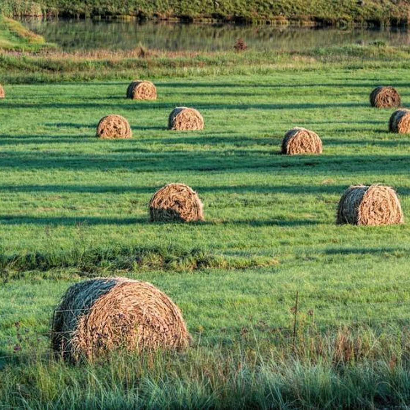 Creating a fodder reserve to reduce risk to farm business