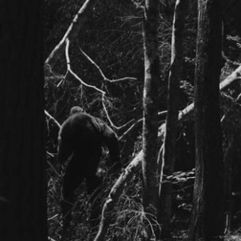 Parker Bailey - Monarch Wing Media