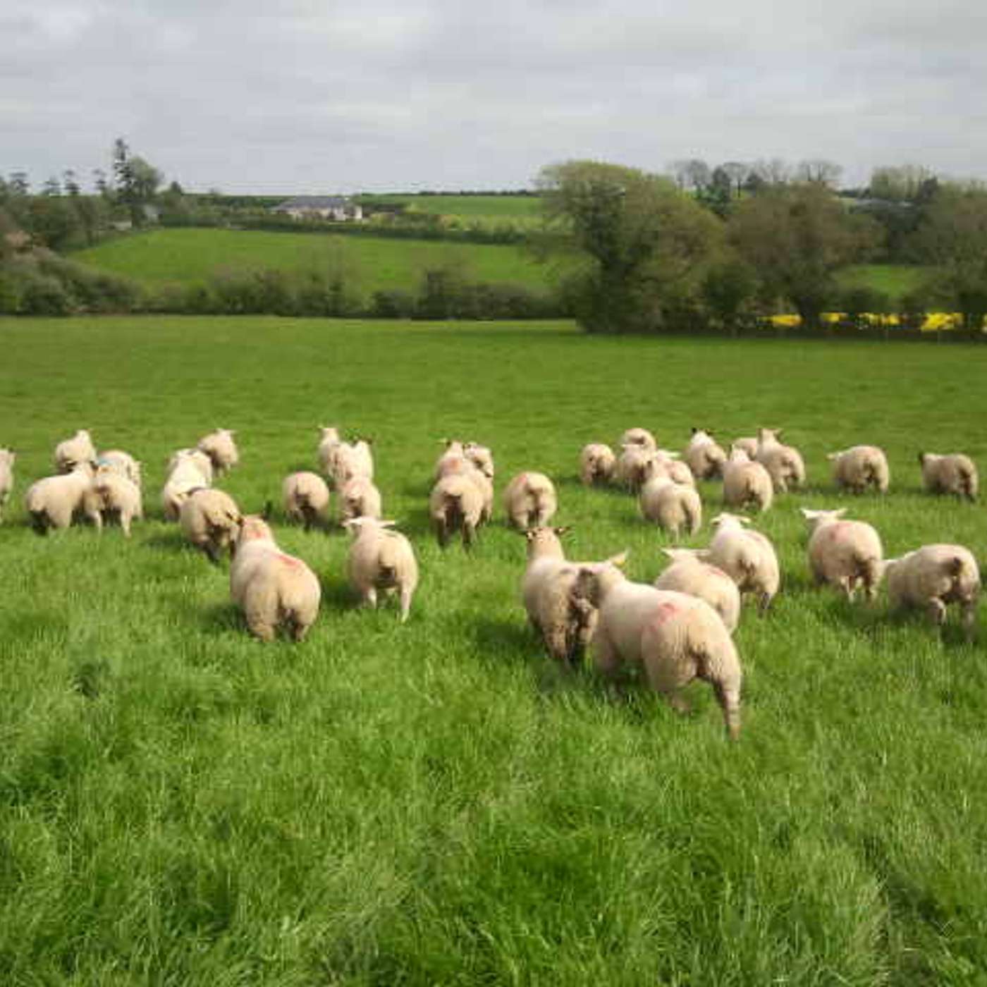 What to consider if mating ewe lambs