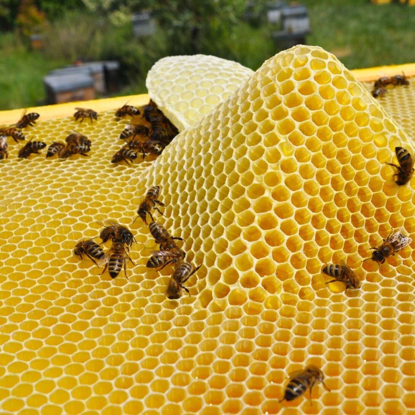 Sonographies Marseillaises