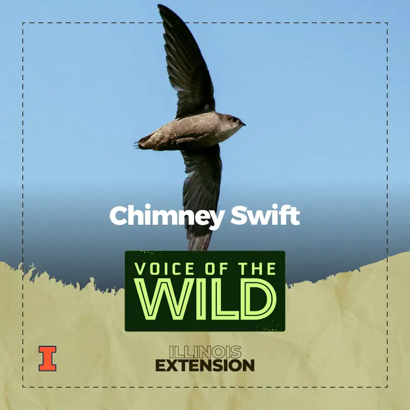 Episode 65: Chimney Swift – Voice of the Wild