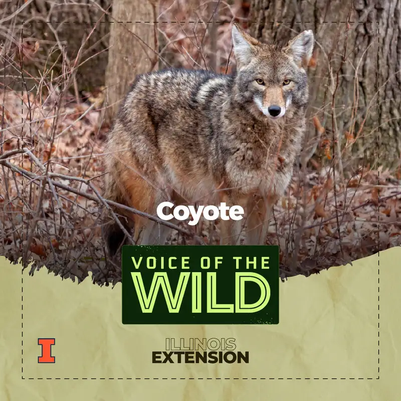 Episode 89: Coyote – Voice of the Wild