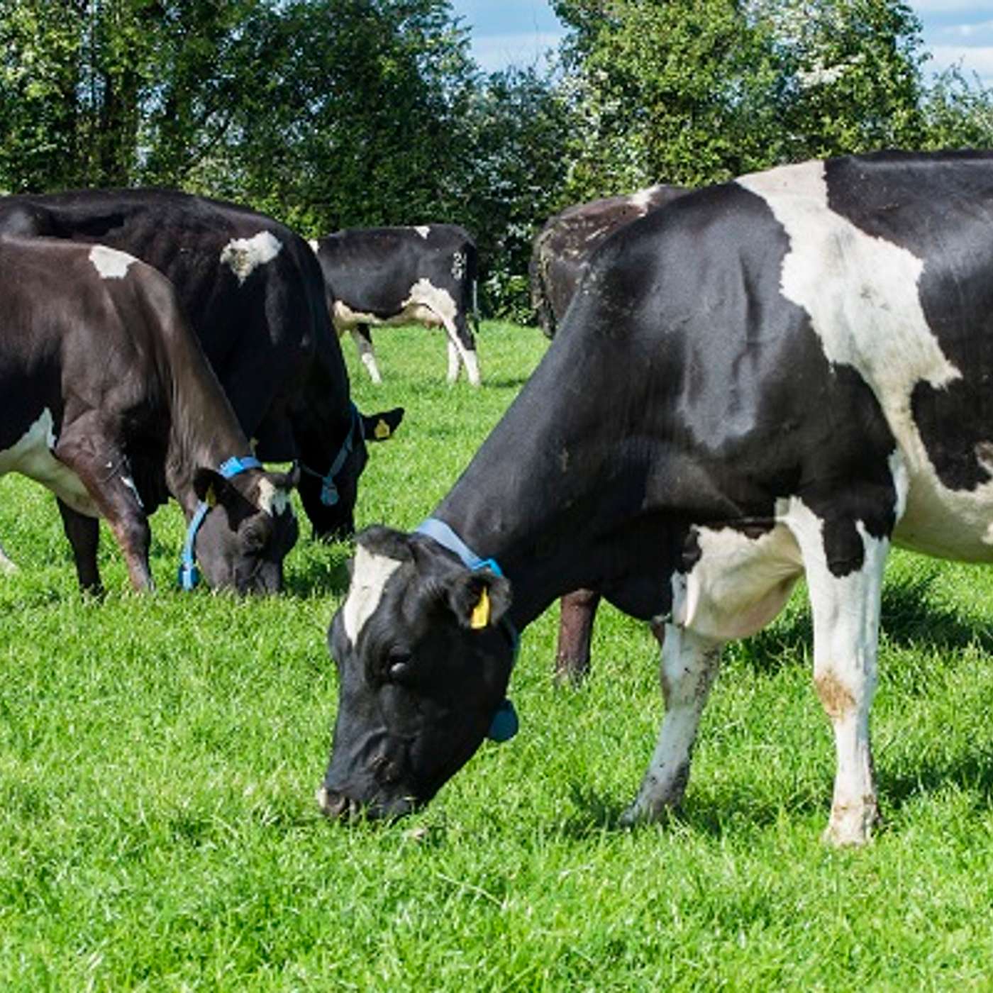 How Reseeding Supports Higher Performance