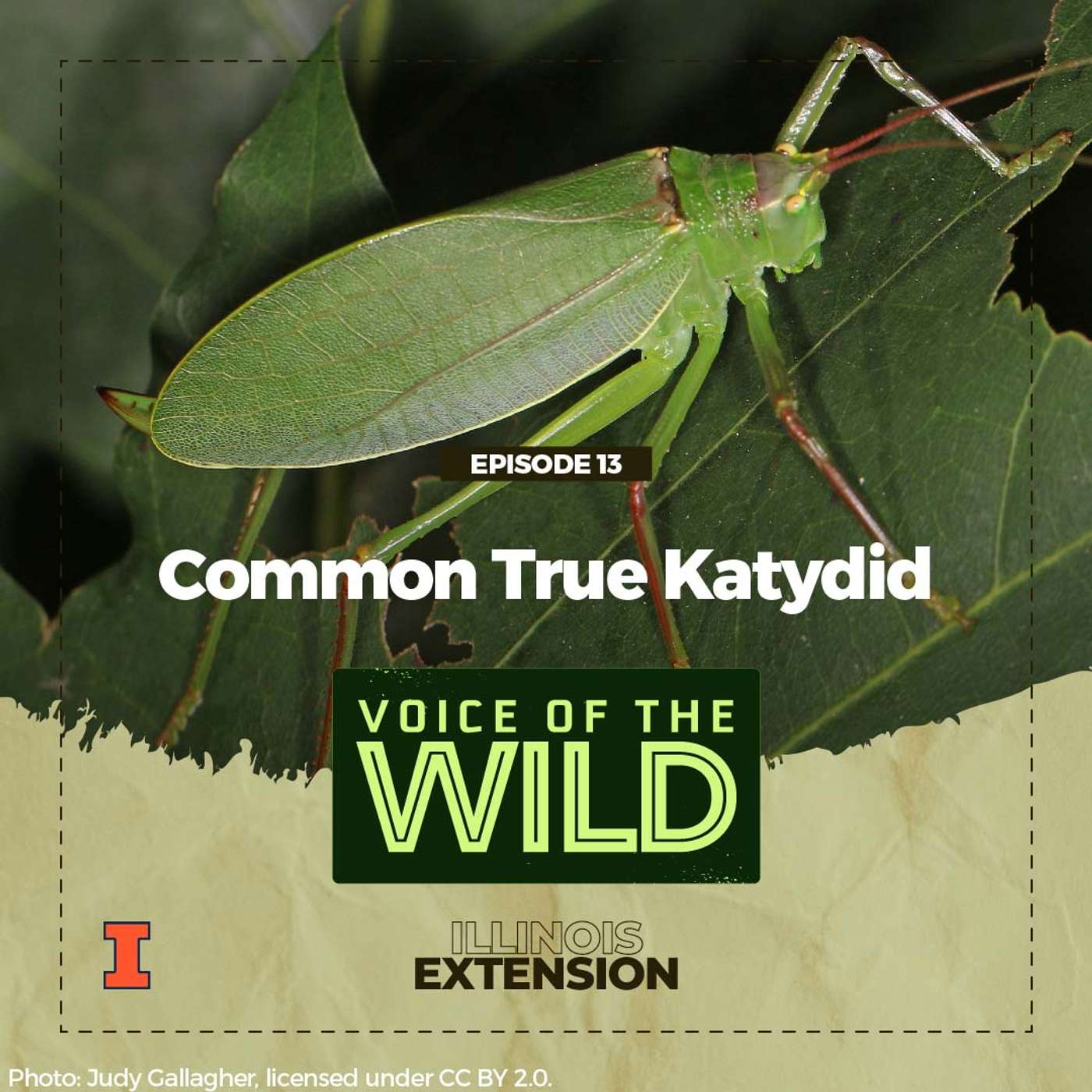 Episode 13: Common True Katydid – Voice of the Wild episode artwork