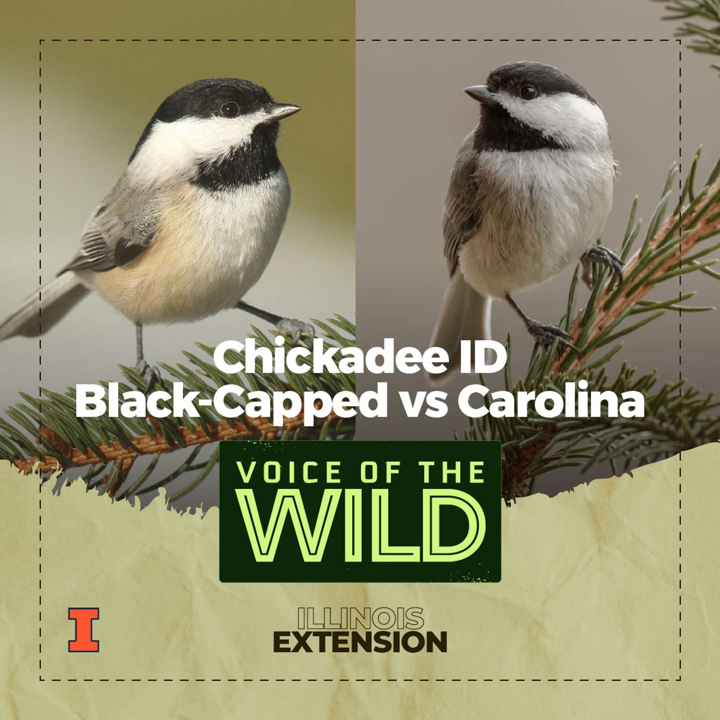 Episode 37: Black-Capped or Carolina? Chickadee ID – Voice of the Wild episode artwork