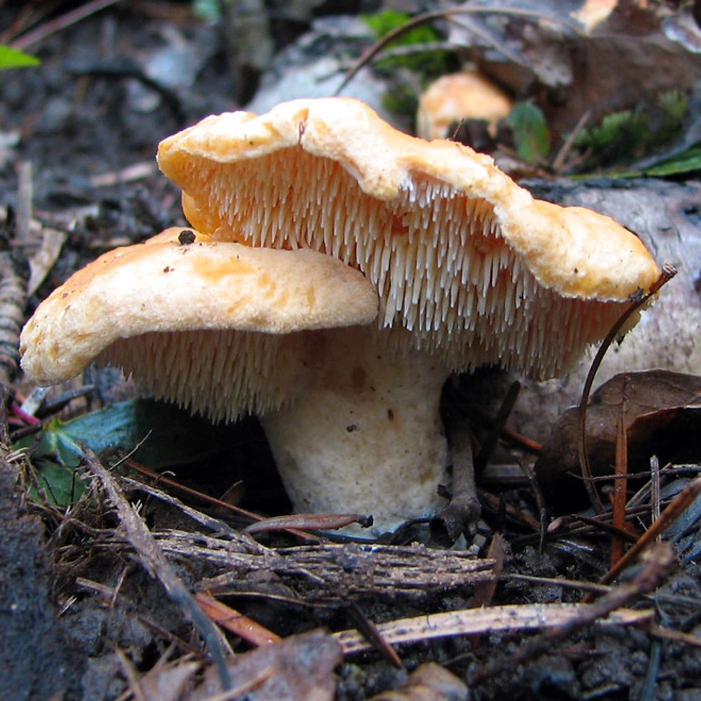 Mushroom Hunter Describes Frightening Night in the Caspar Woods episode artwork