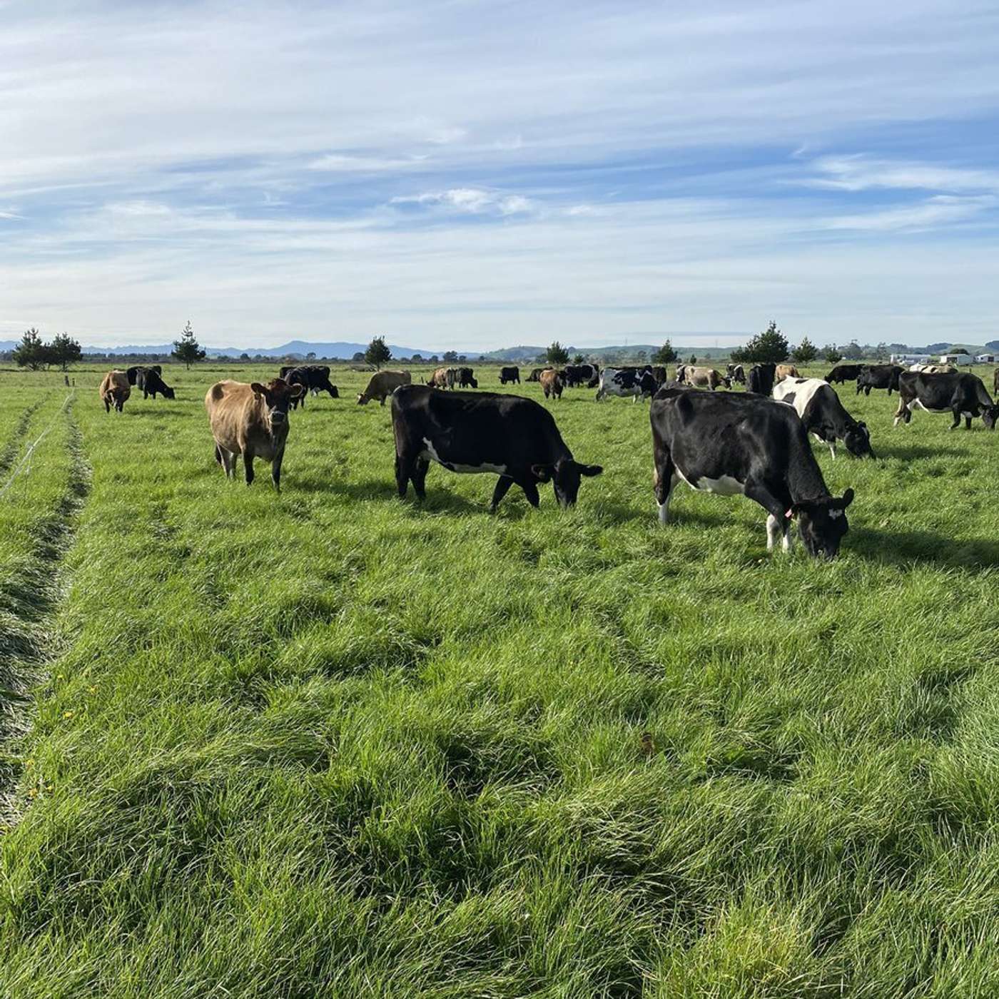 Olin Greenan on his production system to match grass grown & coping with the prolonged NZ summer drought