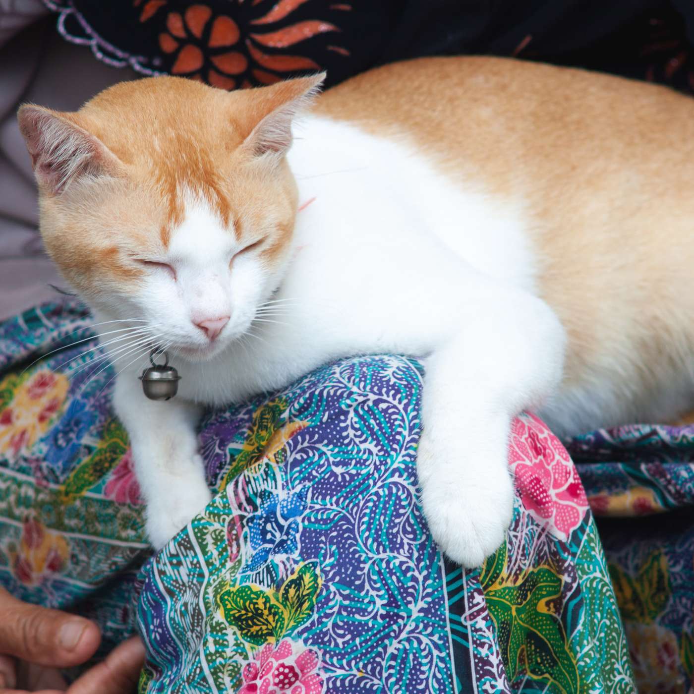 Pet Acoustics: We\'re All Ears!