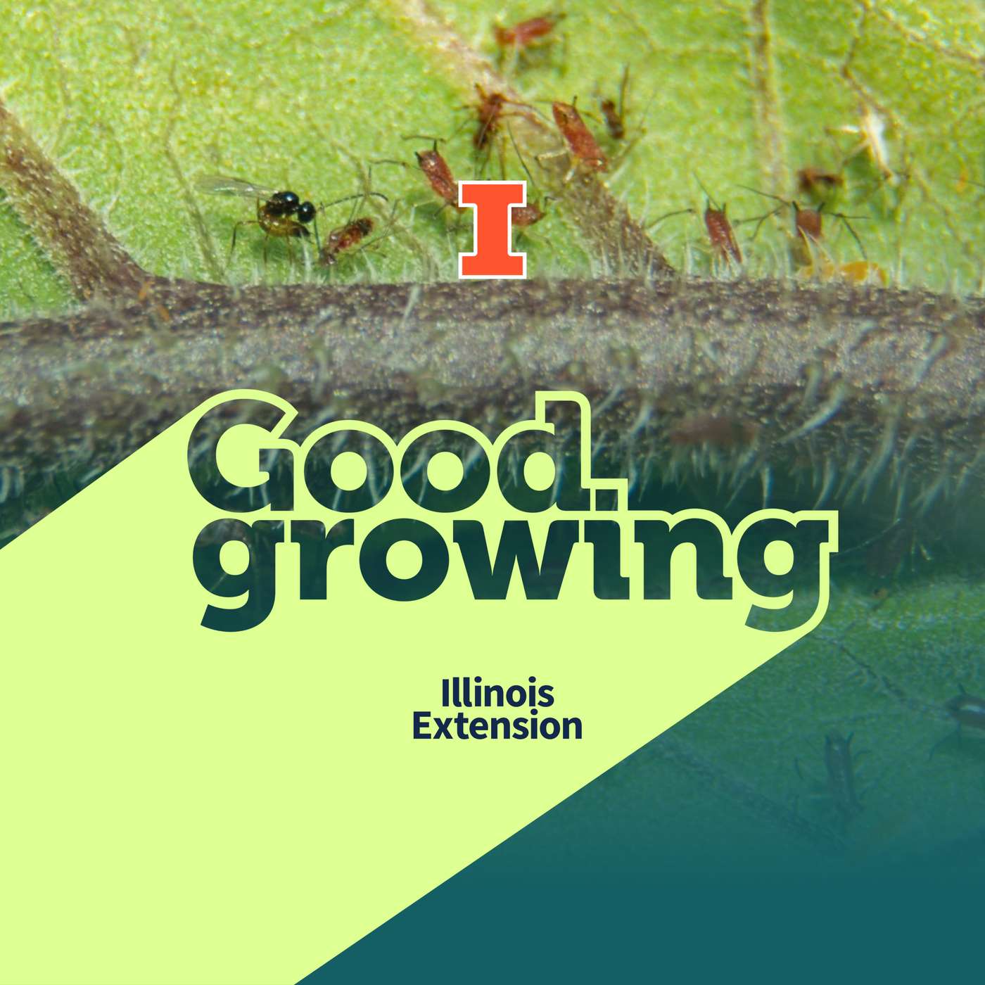 Ep. 230 From alien wasps to zombie ants, parasites are all around | #GoodGrowing Ep. 230 From alien wasps to zombie ants, parasites are all around | #GoodGrowing