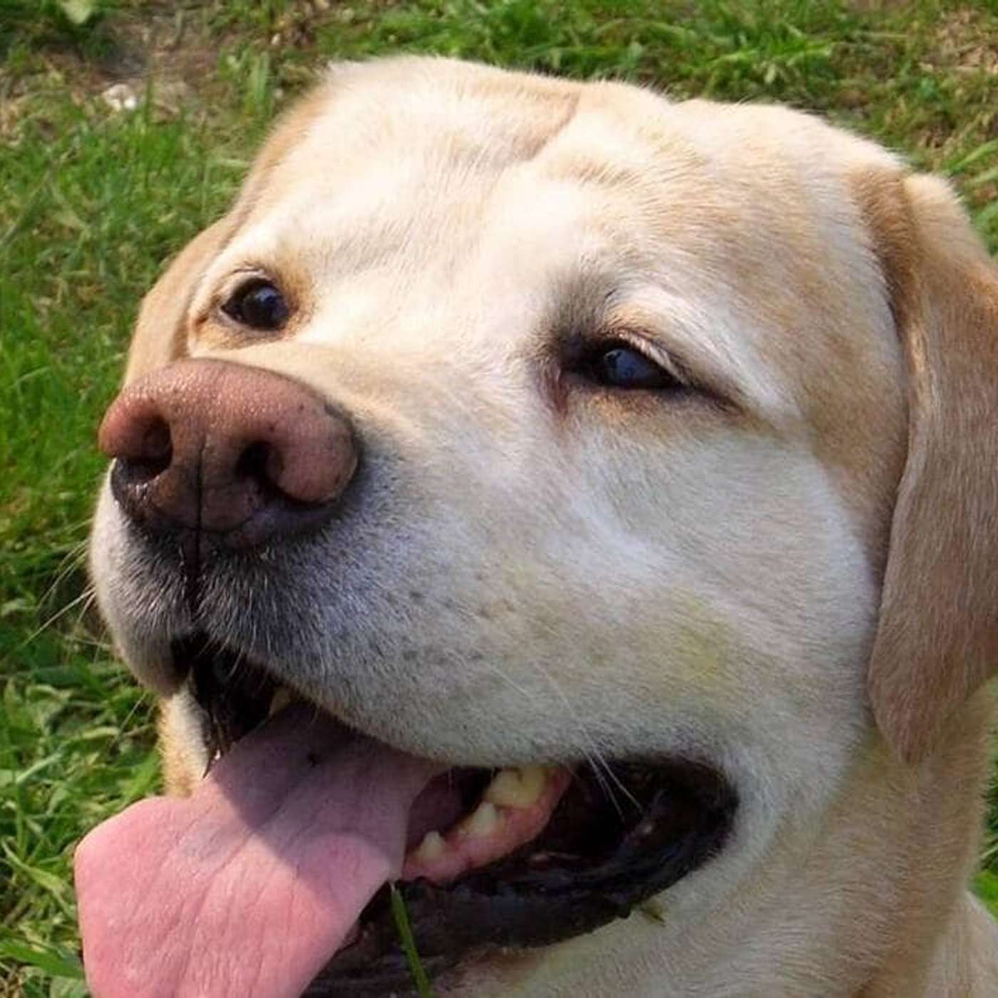 Curiosity Discovers Organic Molecules on Mars, Chang'e-6 Unearths Moon's Ancient Secrets, Dogs Detect Deadly Bacteria, Paralyzed Man Walks Again, and more...