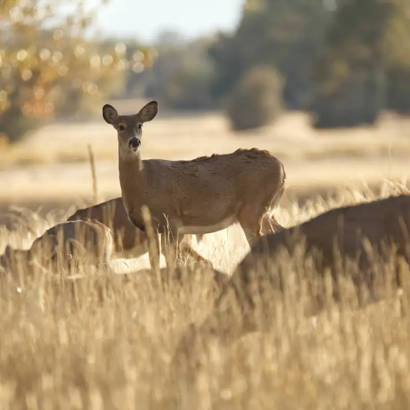 Deer Season Opener & Habitat Projects In Northeast Minnesota