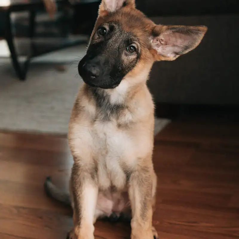 Como usar o som do SCHWA? [Ask Me Anything]