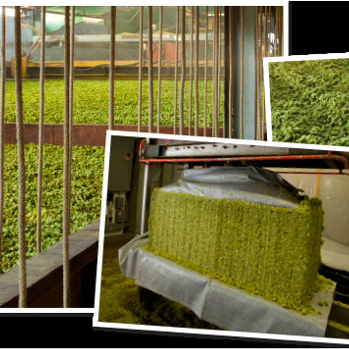 BYO Nano Brew Podcast