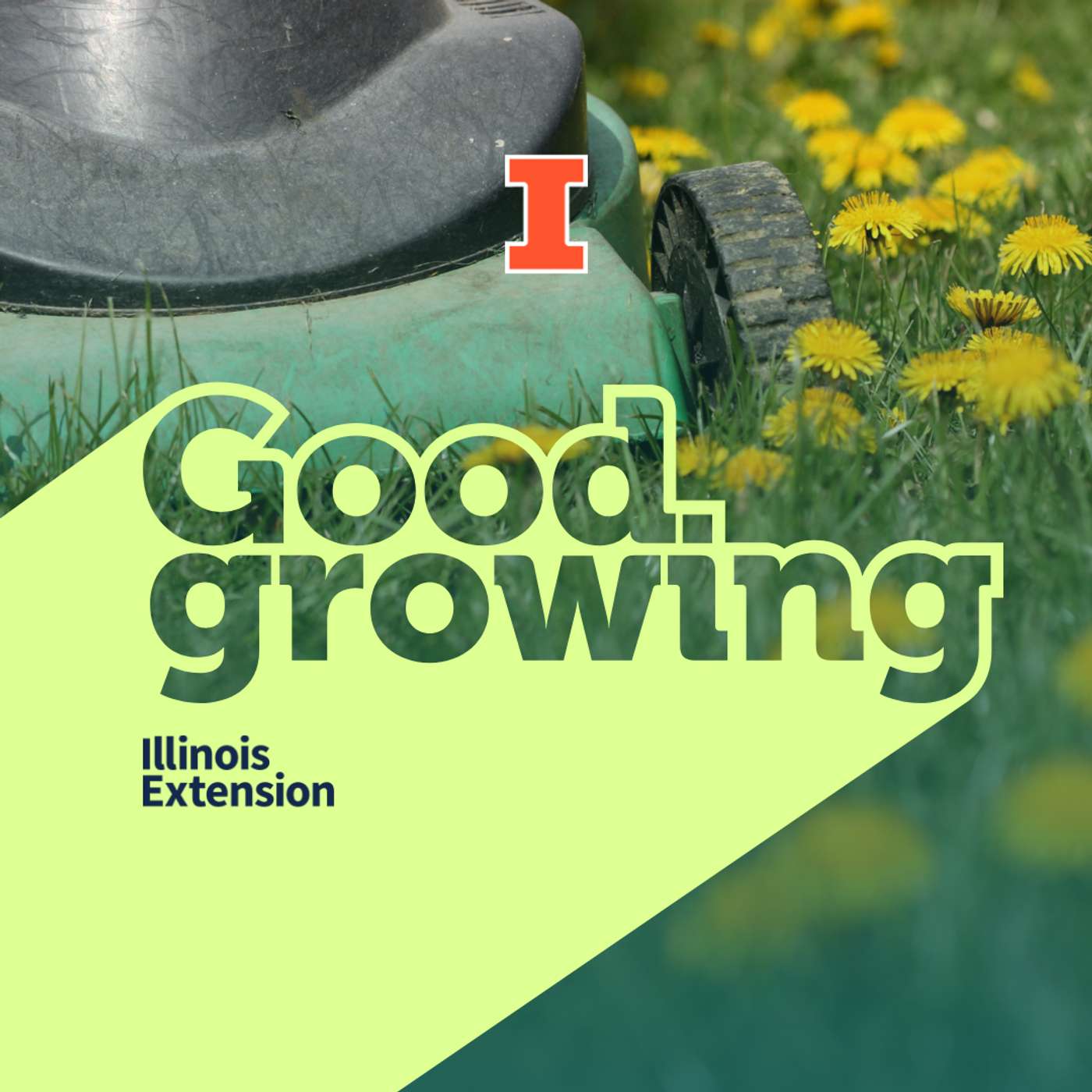 Ep. 210 No Mow May: What is it and does it work in Illinois | #GoodGrowing