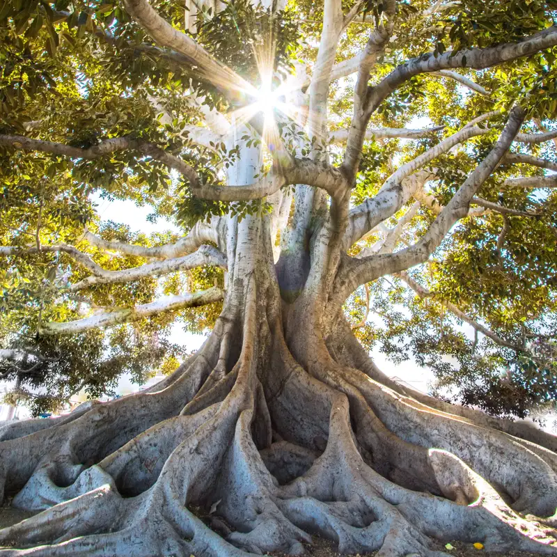 Spiritual Reality - Alternate States of Consciousness 