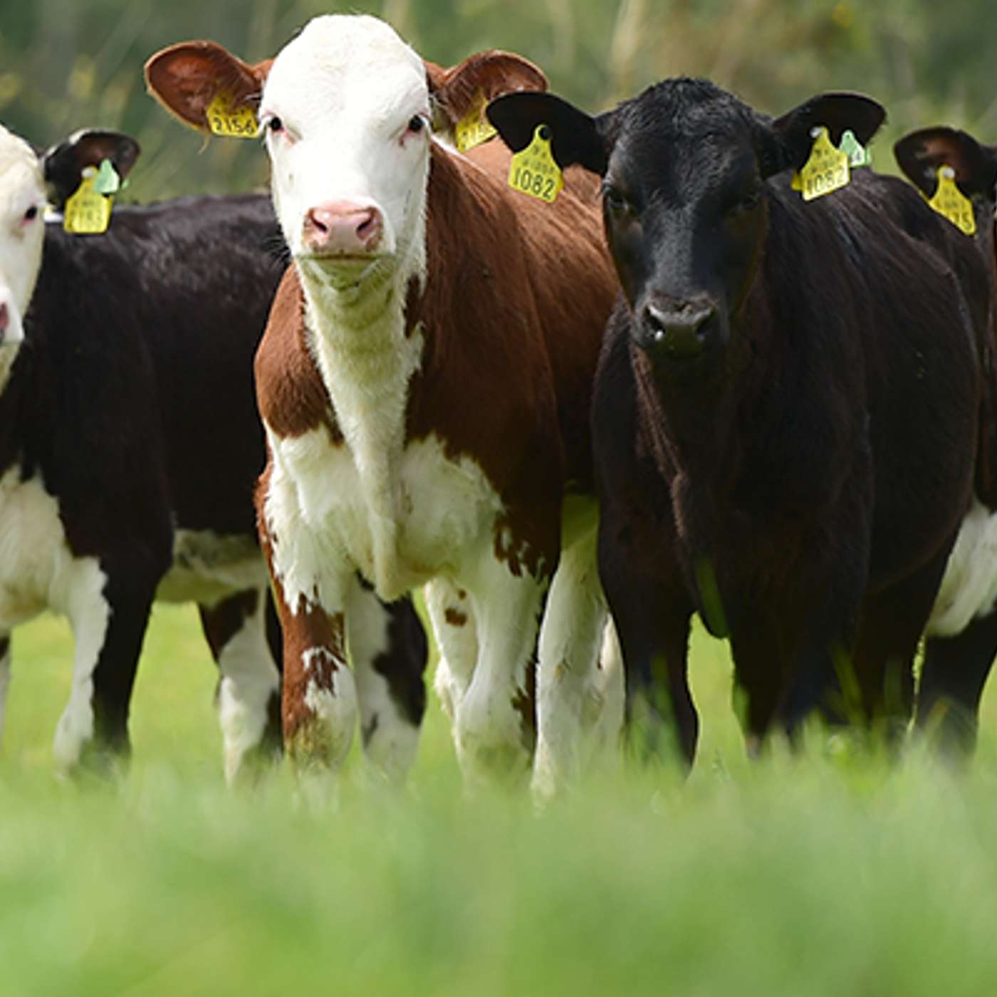 Dairy Calf to Beef: Building a Profitable System Dairy Calf to Beef: Building a Profitable System