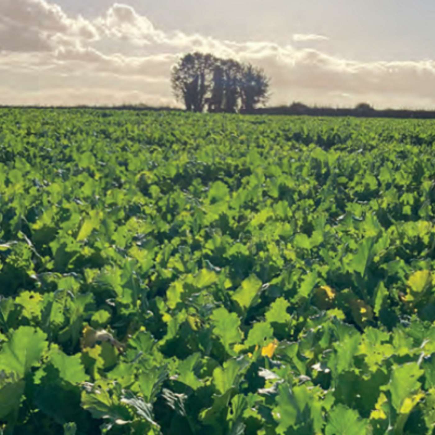 Sowing Catch Crops in Tillage Systems