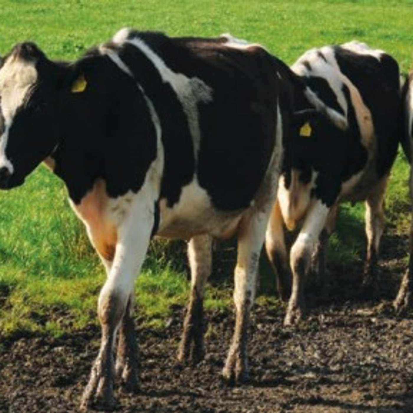 Tips to prepare cows for breeding & criteria to generate the best genetics for your herd