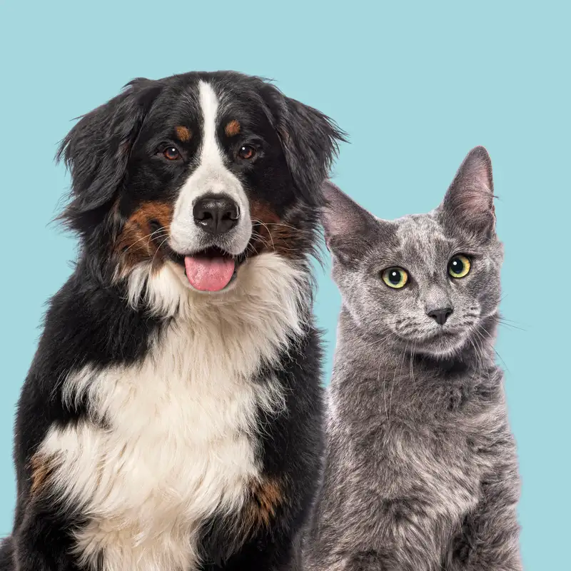  Senior Dogs & Cats: Hearing Health, Stress, and the Science of Sound Wellness