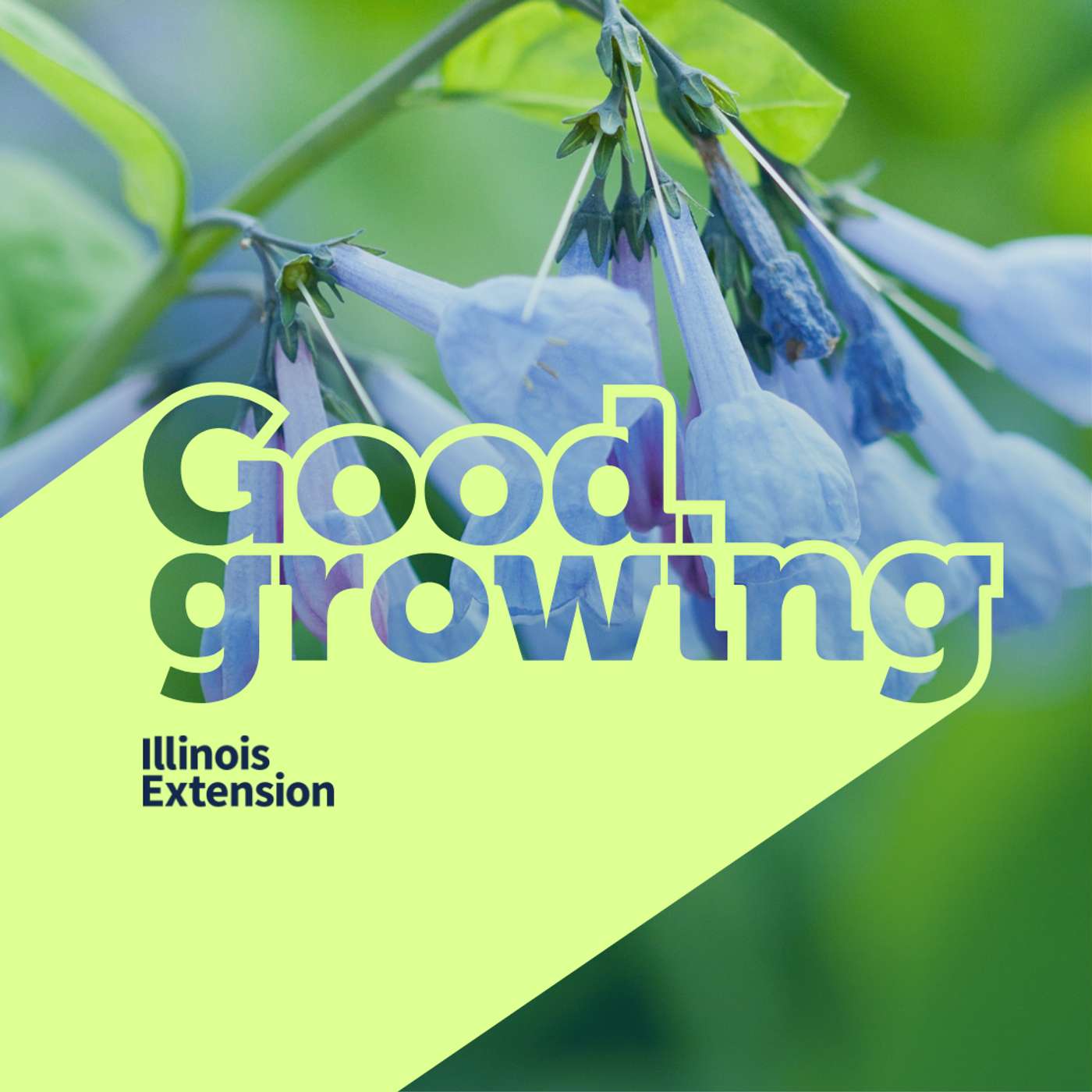 Ep. 205 Spring Ephemerals: Discovering Hidden Woodland Treasures | #GoodGrowing