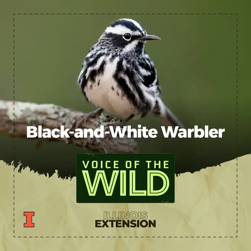 Episode 51: Black-and-White Warbler – Voice of the Wild