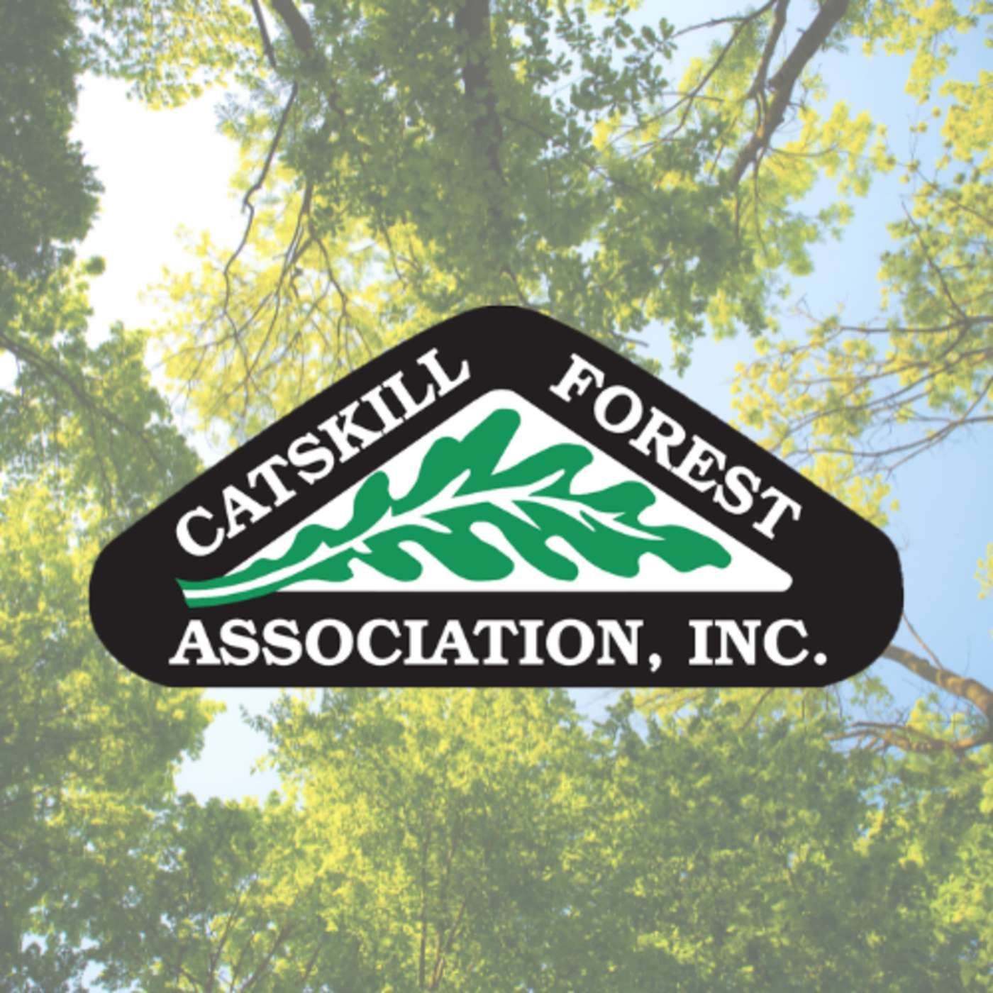 Rooted in the Catskills: Tree Advice from the CFA