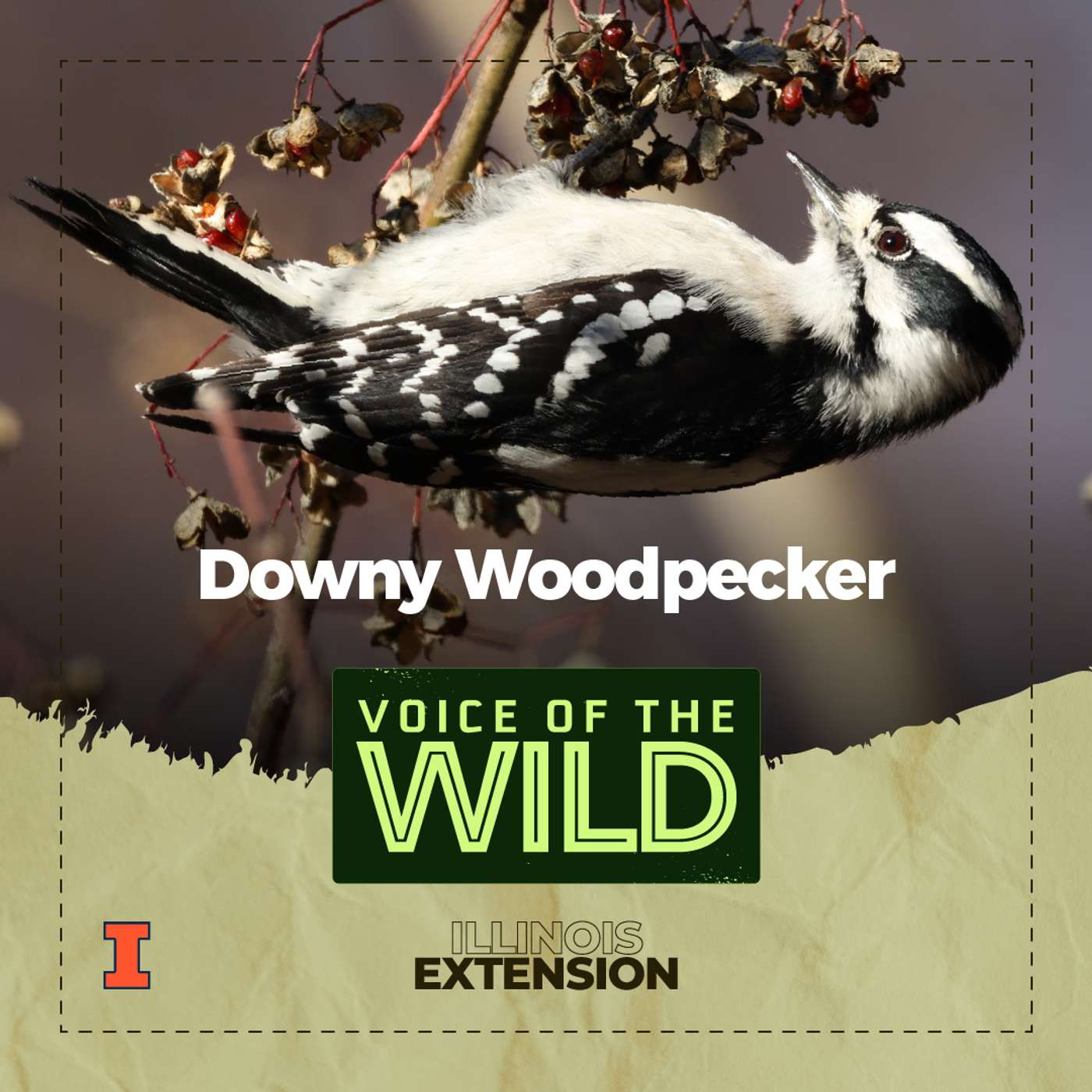Episode 79: Downy Woodpecker – Voice of the Wild
