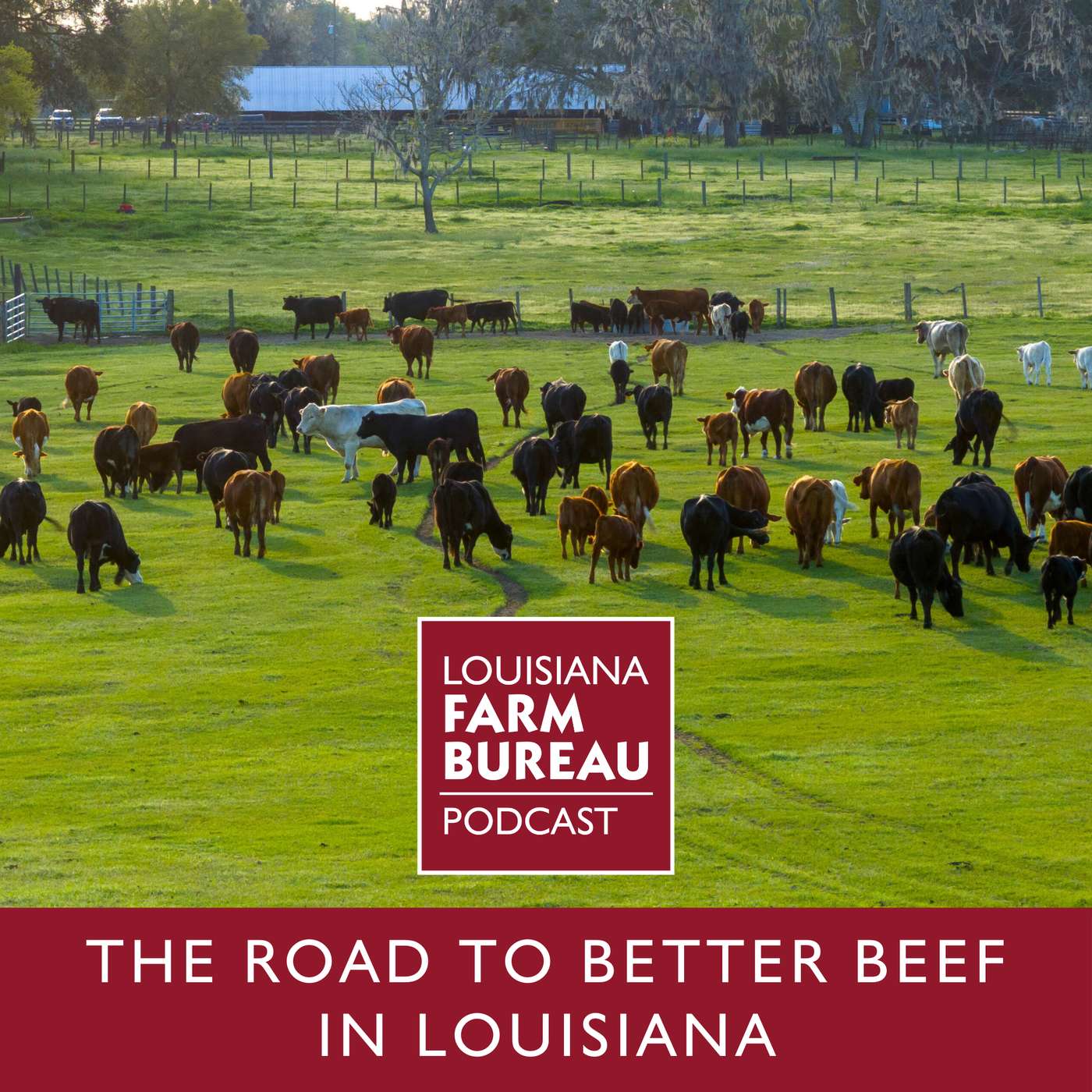 The Road to Better Beef in Louisiana The Road to Better Beef in Louisiana