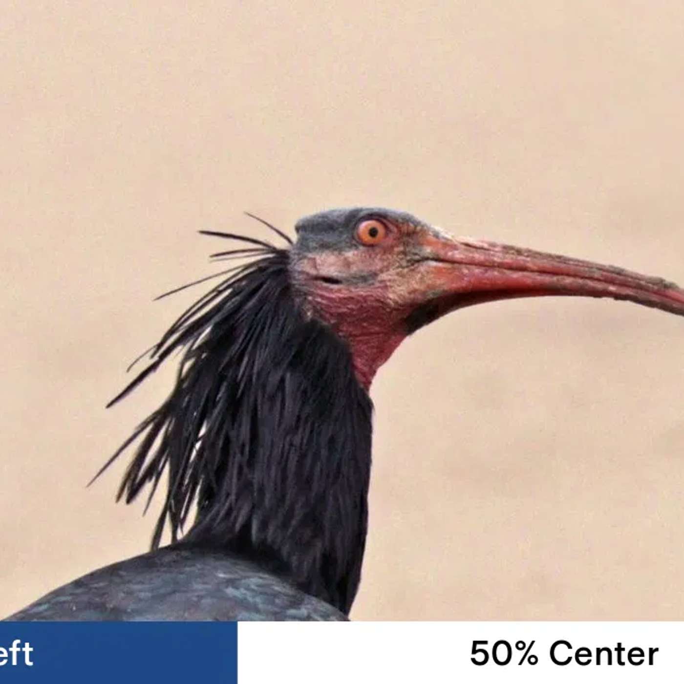 Breakthroughs in Disease Research, ASF Virus Threatens Ebersberg Pigs, COVID-19 Worsens Life Expectancy Gaps, Black Soldier Fly Larvae Transform Waste, and more...