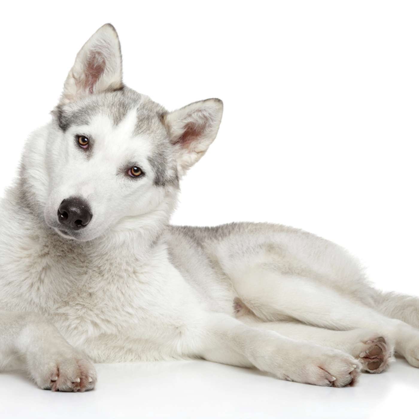 Ep: 108: A Dog's Eye View of OCPD Ep: 108: A Dog's Eye View of OCPD