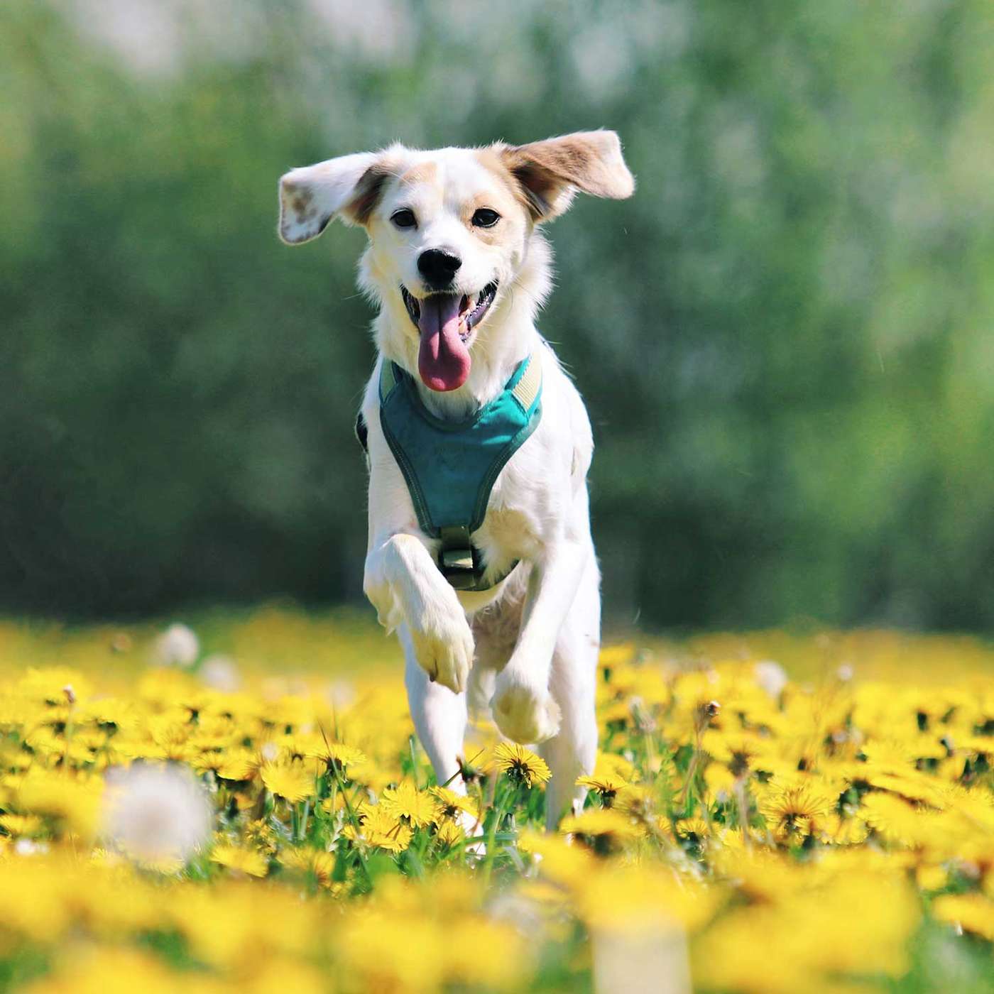 Having your C.A.K.E. (Compassion, Awareness, Knowledge, Empathy) and sharing what you learn - with Andrew Hale of Dog Centered Care