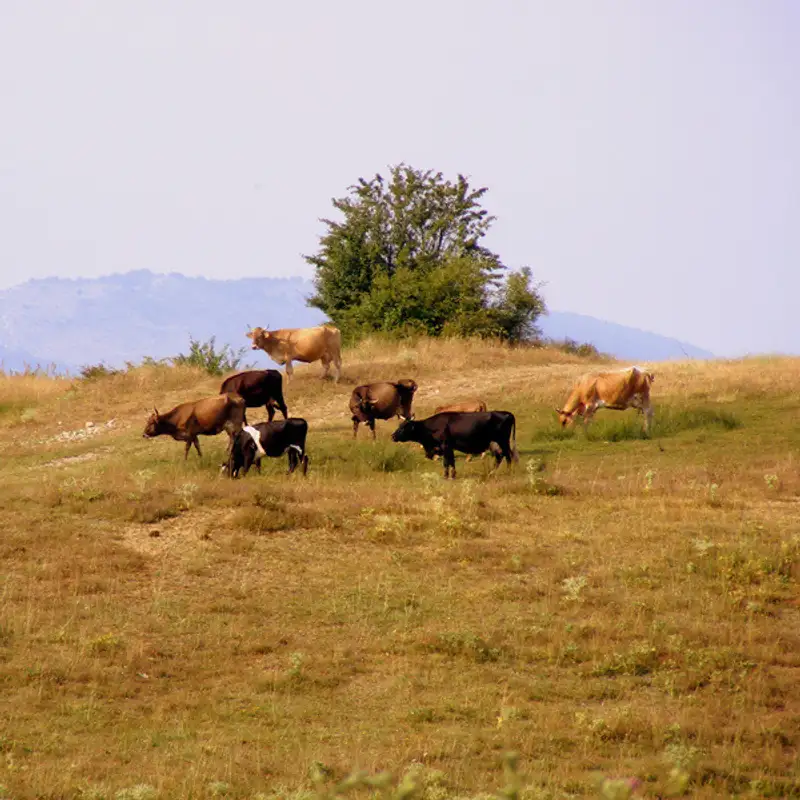 /Governing the Commons/, part 1: setting the scene