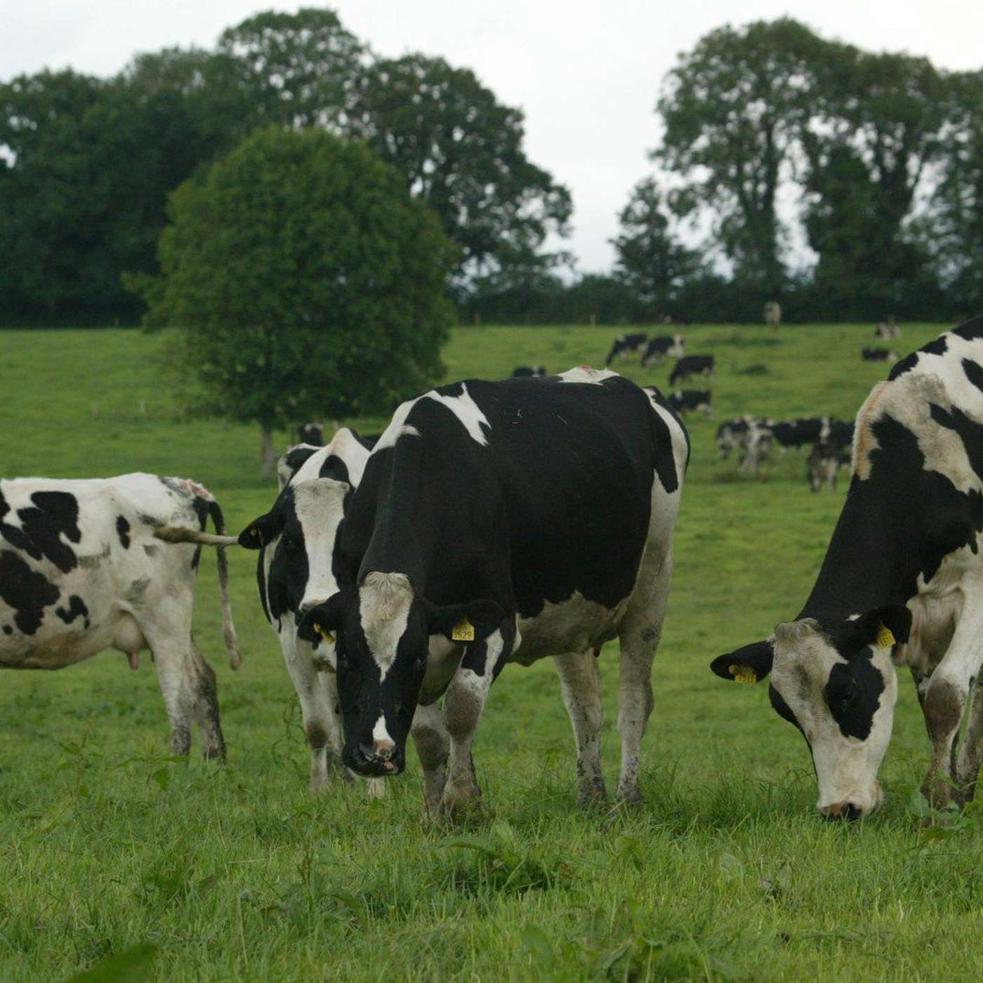 Top tips for sire selection for the upcoming breeding season