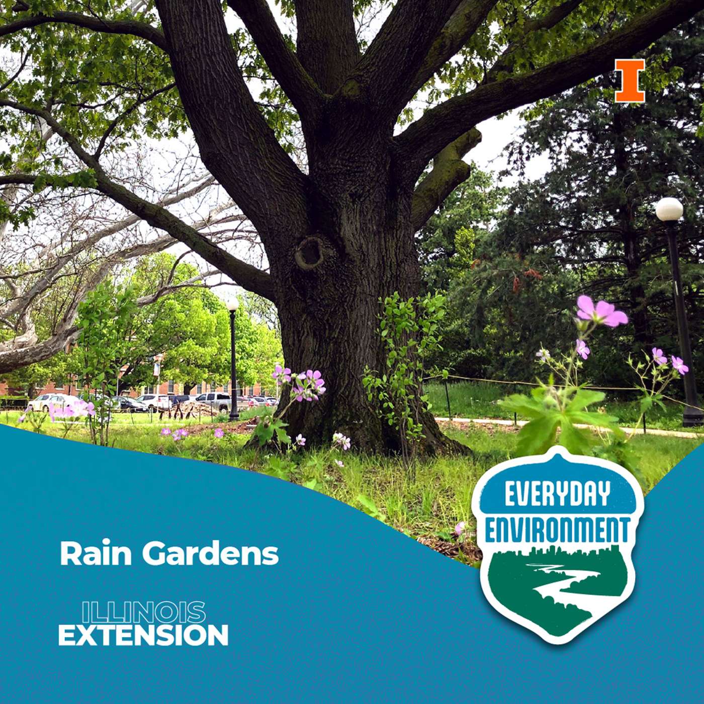 Rain gardens and nerding out over native plants