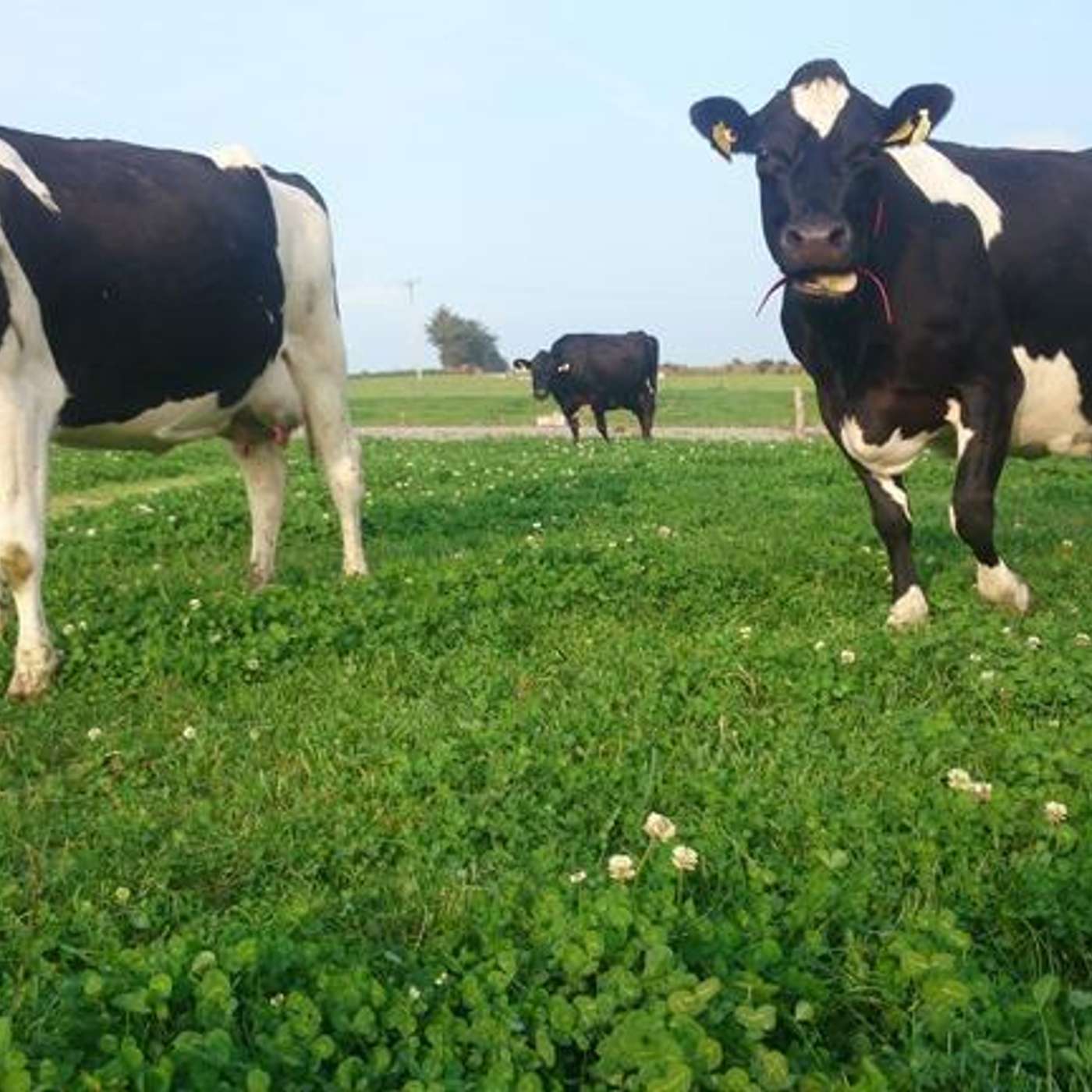 The best practice and financial benefits for optimum dry cow procedure