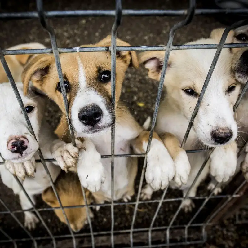 Puppy Mills and Animal Overcrowding