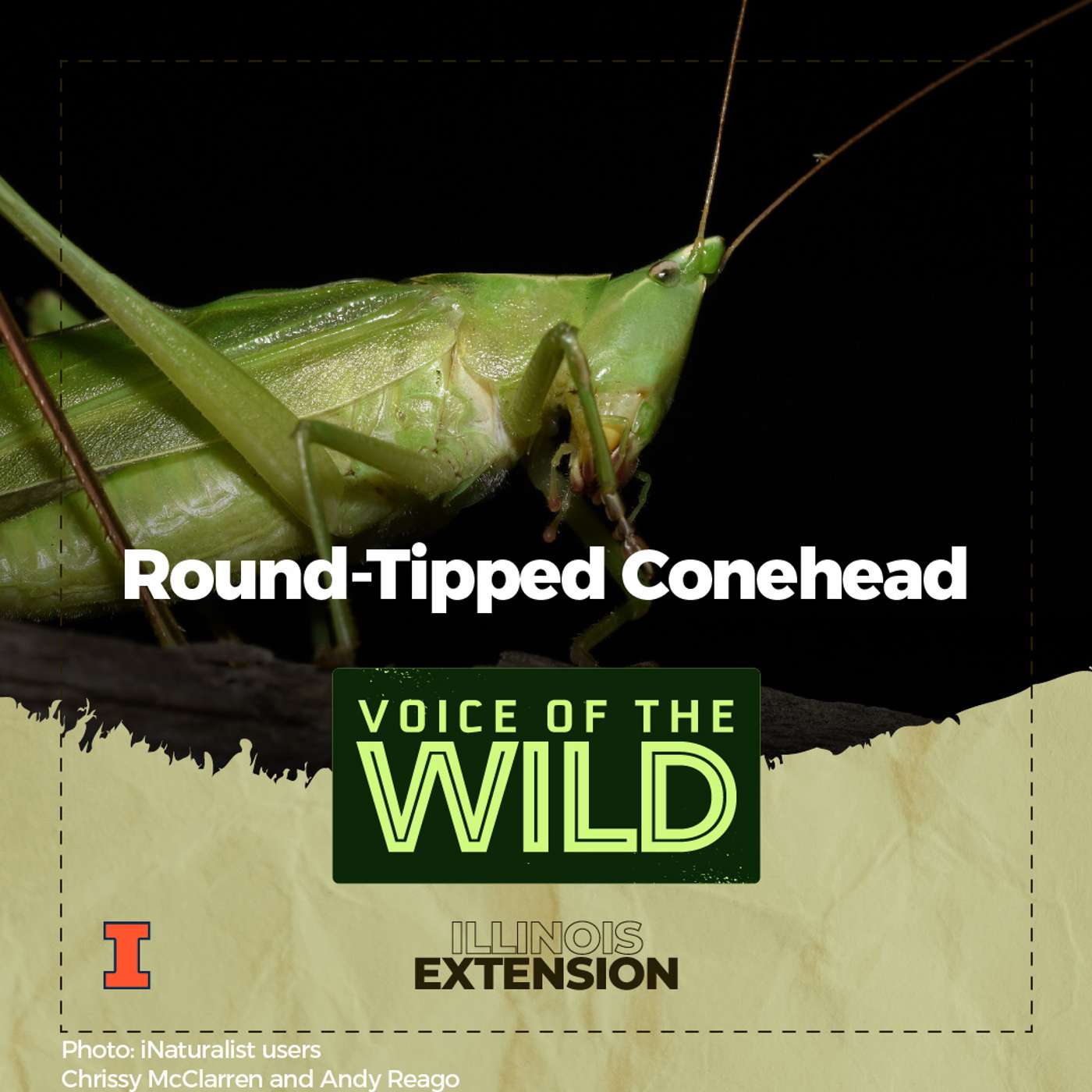 Episode 71: Round-Tipped Conehead – Voice of the Wild