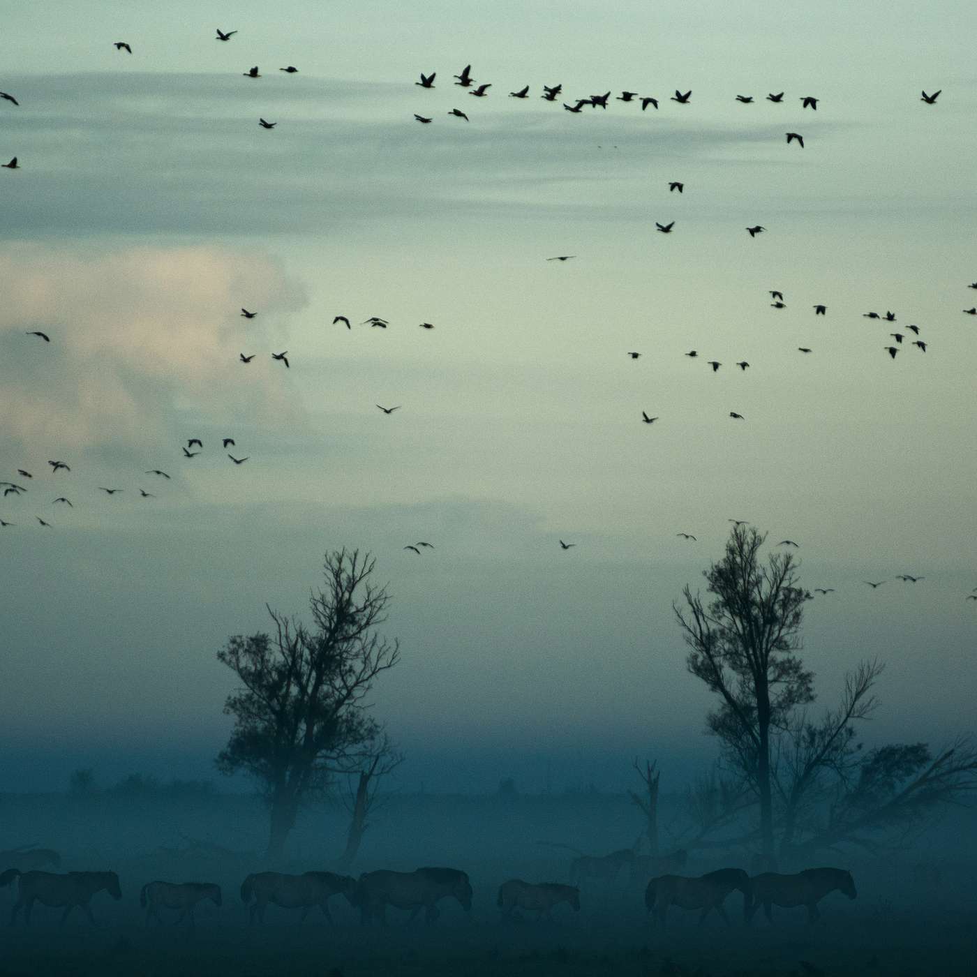 Le voyage des oiseaux - GON, Centre GAIA, MRES episode artwork