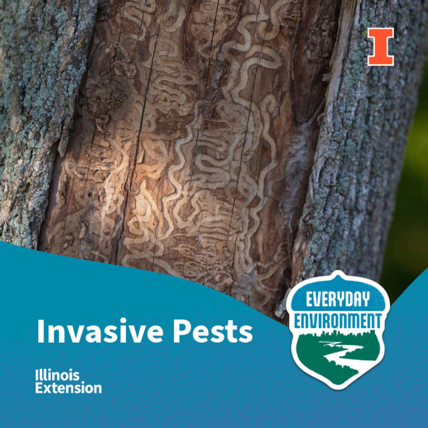 Tree check! Spotting invasive pests early with Tricia Bethke