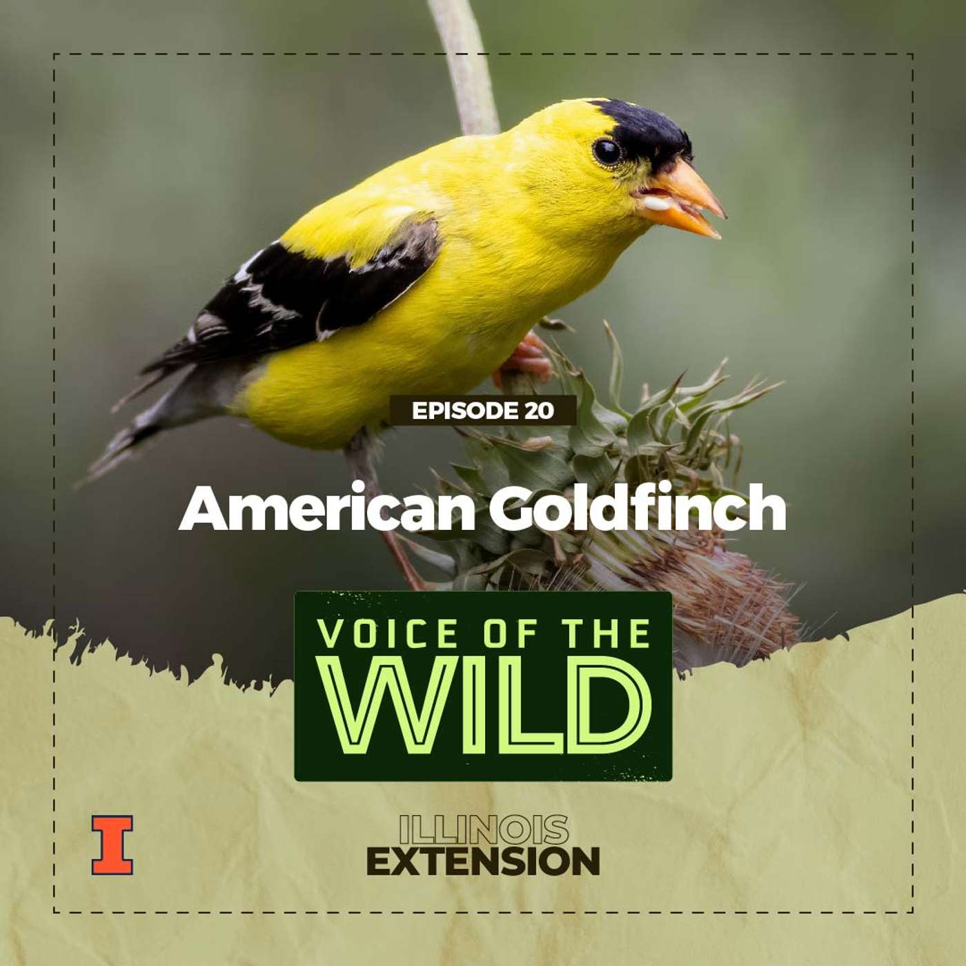Episode 20: American Goldfinch – Voice of the Wild episode artwork