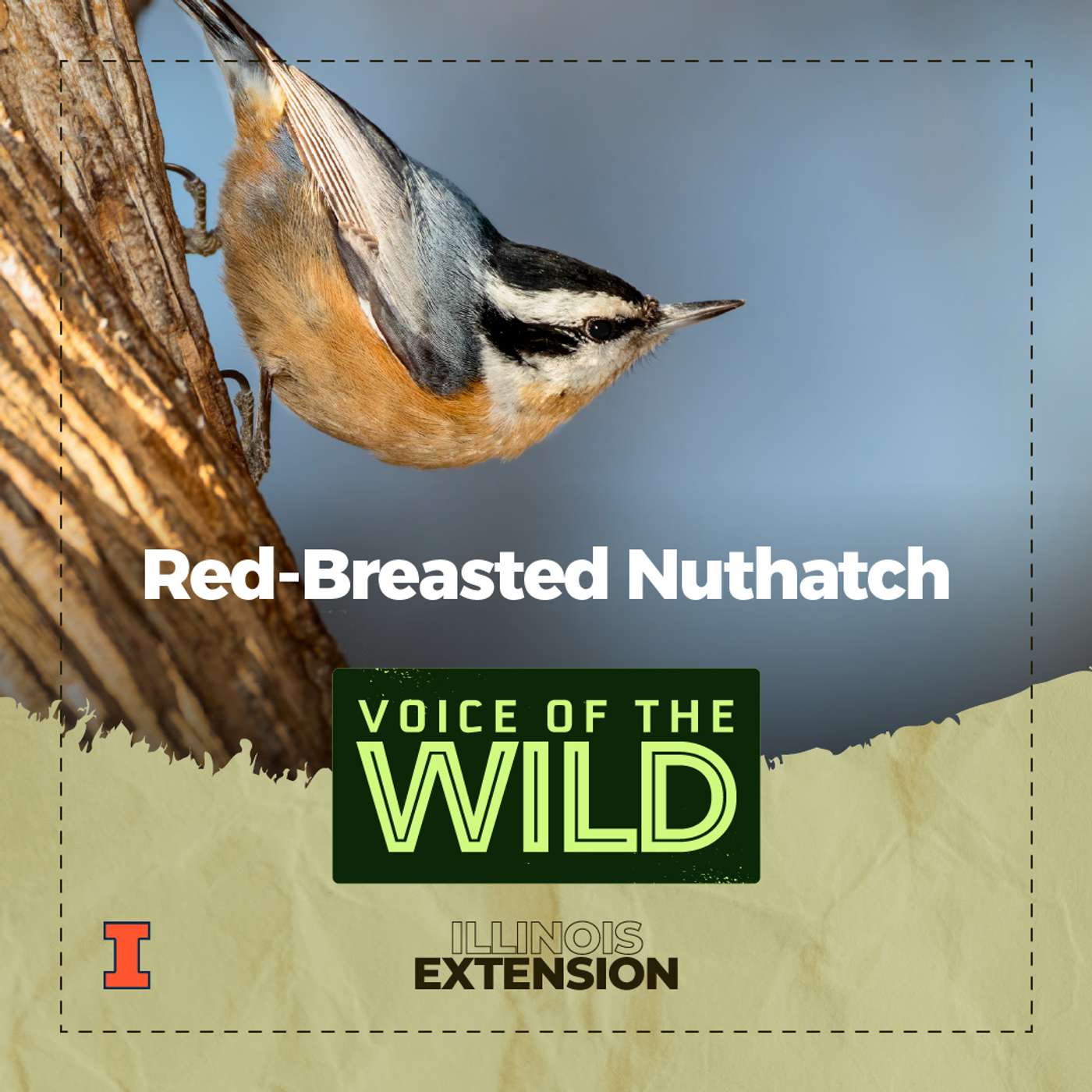 Episode 75: Red-breasted nuthatch – Voice of the Wild