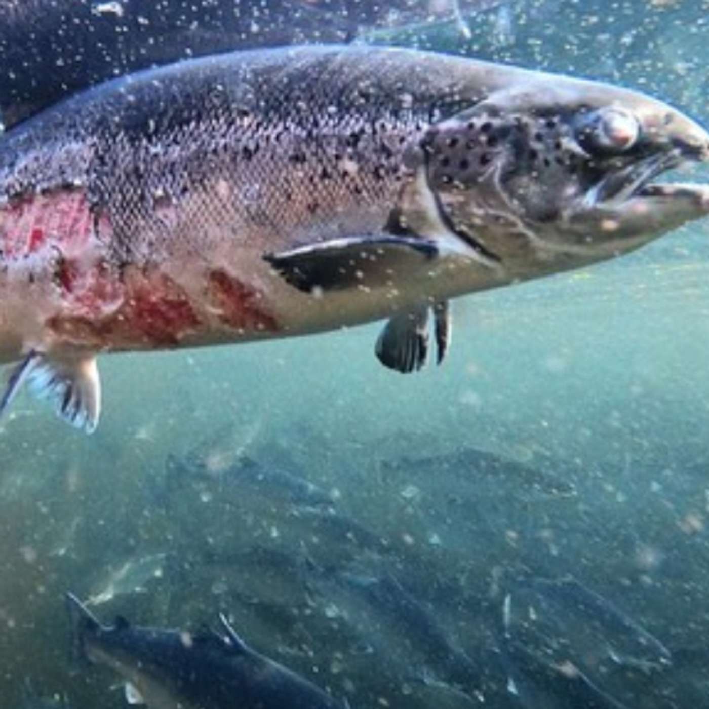 Breaking with the industry: the Mowinckel stand against salmon farming